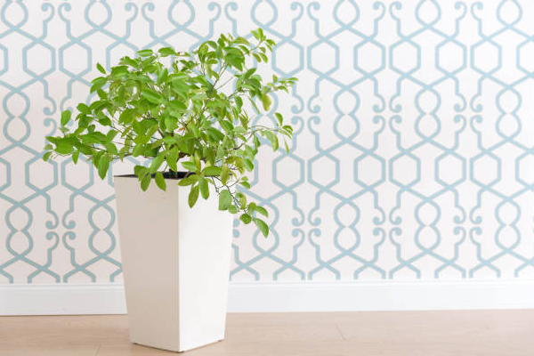 Stencil Your Walls, Today!